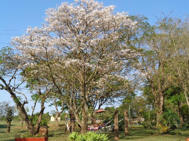 Pousada Fazenda Buracao Mococa Bagian luar foto